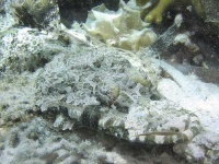 image of coral_reef