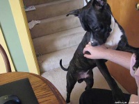 image of american_staffordshire_terrier