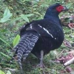 image of bird
