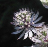 image of flower