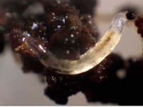 image of nematode