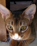 image of abyssinian #14