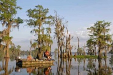 image of swamp