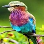 image of bird