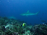 image of animal