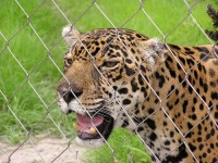 image of jaguar_car