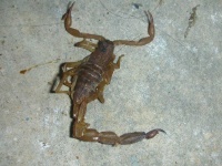 image of scorpion #25