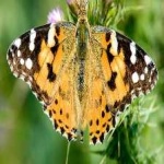 image of animal