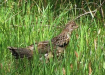 image of grouse #20