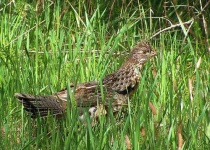 image of ruffed_grouse #20