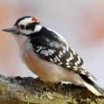 image of bird