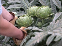 image of artichoke #11