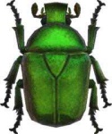 image of beetle #38