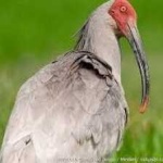 image of asian_crested_ibis #34