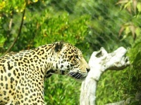 image of jaguar_car
