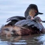 image of bird