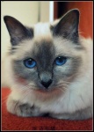 image of birman #22