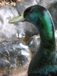 image of drake