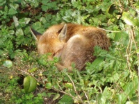 image of animal