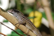 image of american_chameleon #21