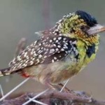 image of bird
