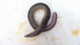 image of animal