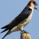 image of bird