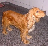 image of cocker_spaniel #14