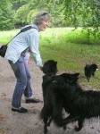 image of schipperke