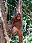 image of orangutan