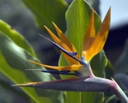 image of bird_of_paradise_flower #45