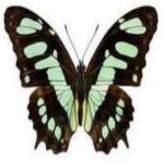 image of animal