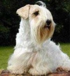 image of sealyham_terrier #14