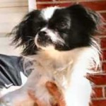 image of animal