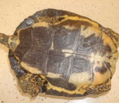 image of terrapin