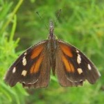 image of animal