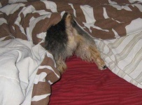 image of norwich_terrier