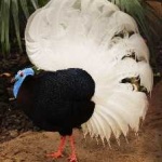 image of bulwers_pheasant #9