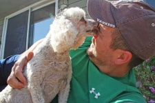 image of miniature_poodle
