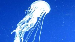 image of animal