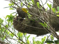 image of three_toed_sloth