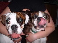 image of boxer