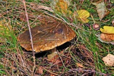 image of bolete