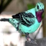 image of bird