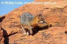 image of grey_fox