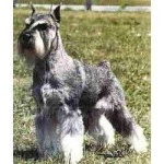 image of standard_schnauzer #3