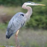 image of bird