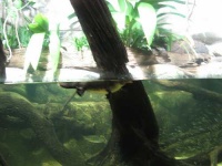 image of platypus