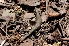 image of alligator_lizard