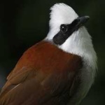 image of bird